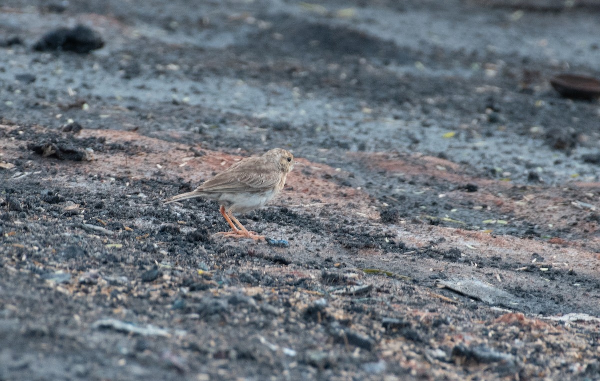 Paddyfield Pipit - ML642819199
