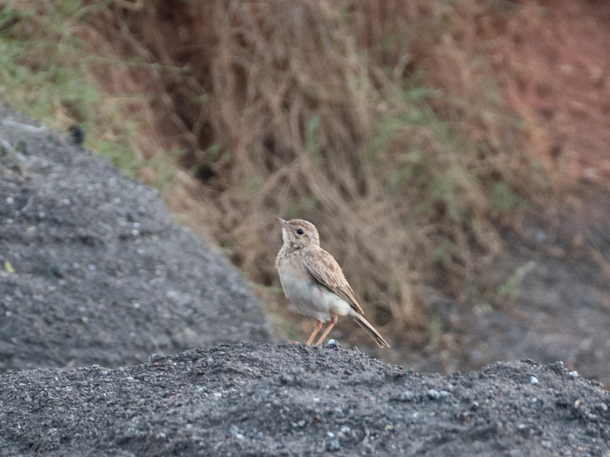 Paddyfield Pipit - ML642819200