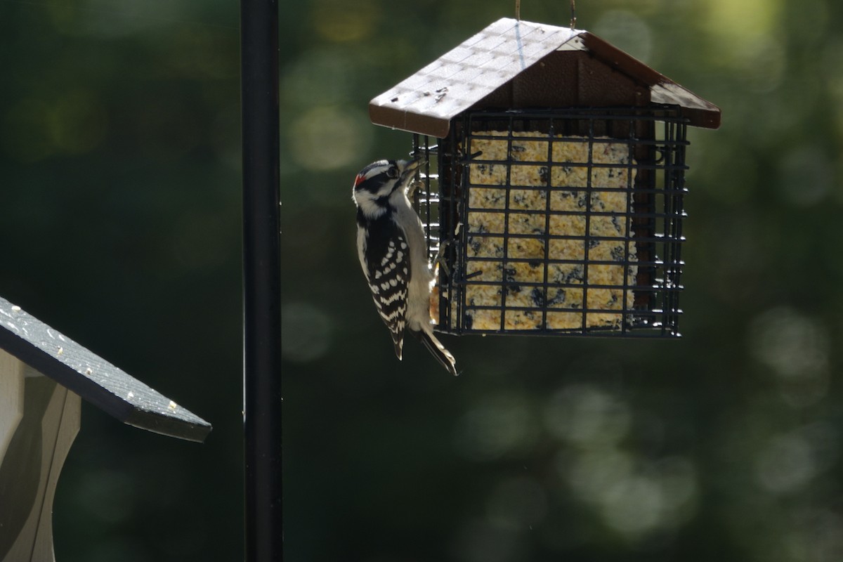 Downy Woodpecker - ML642819209