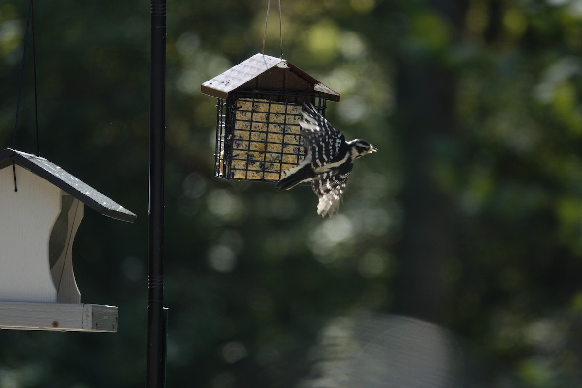 Downy Woodpecker - ML642819210