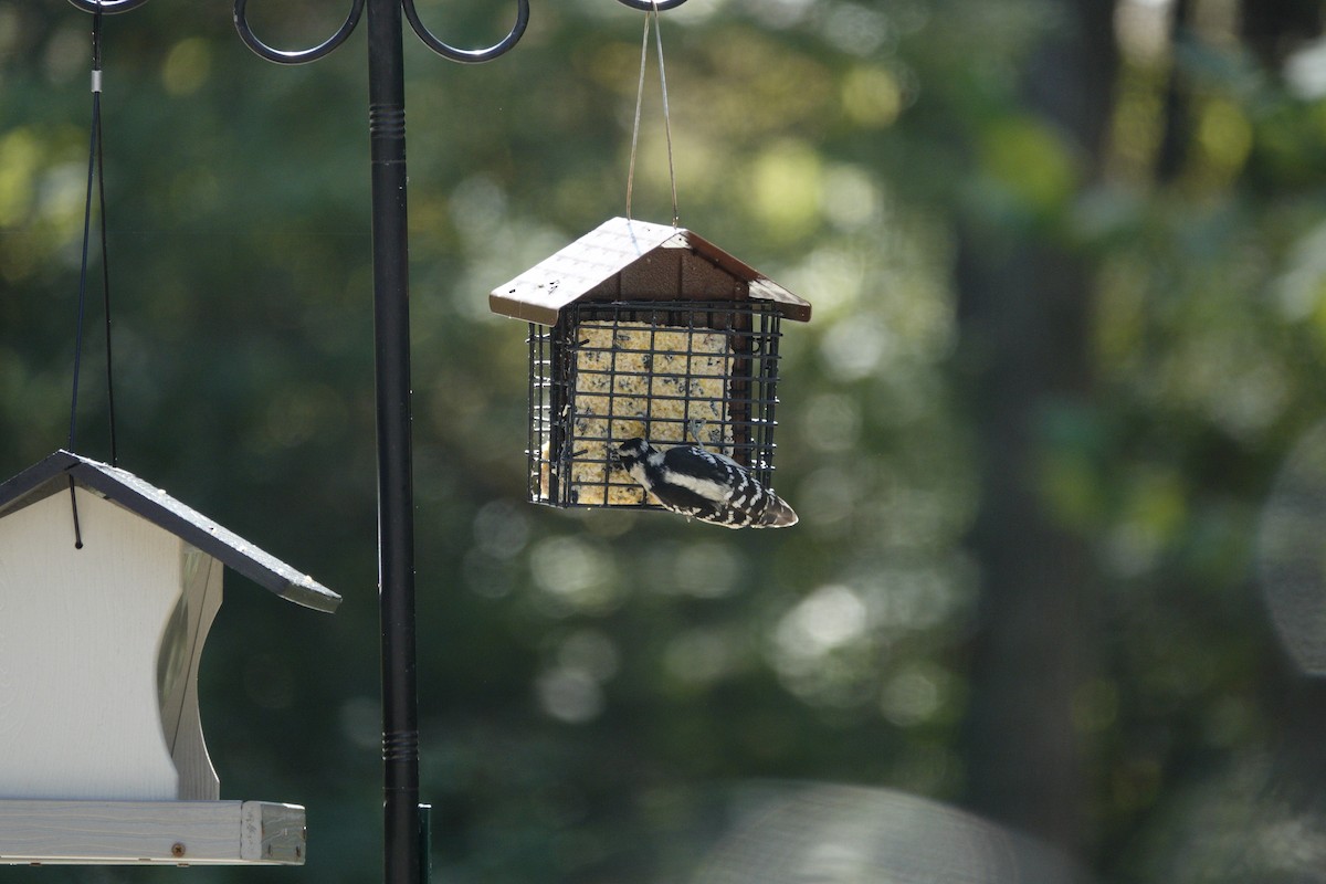 Downy Woodpecker - ML642819211