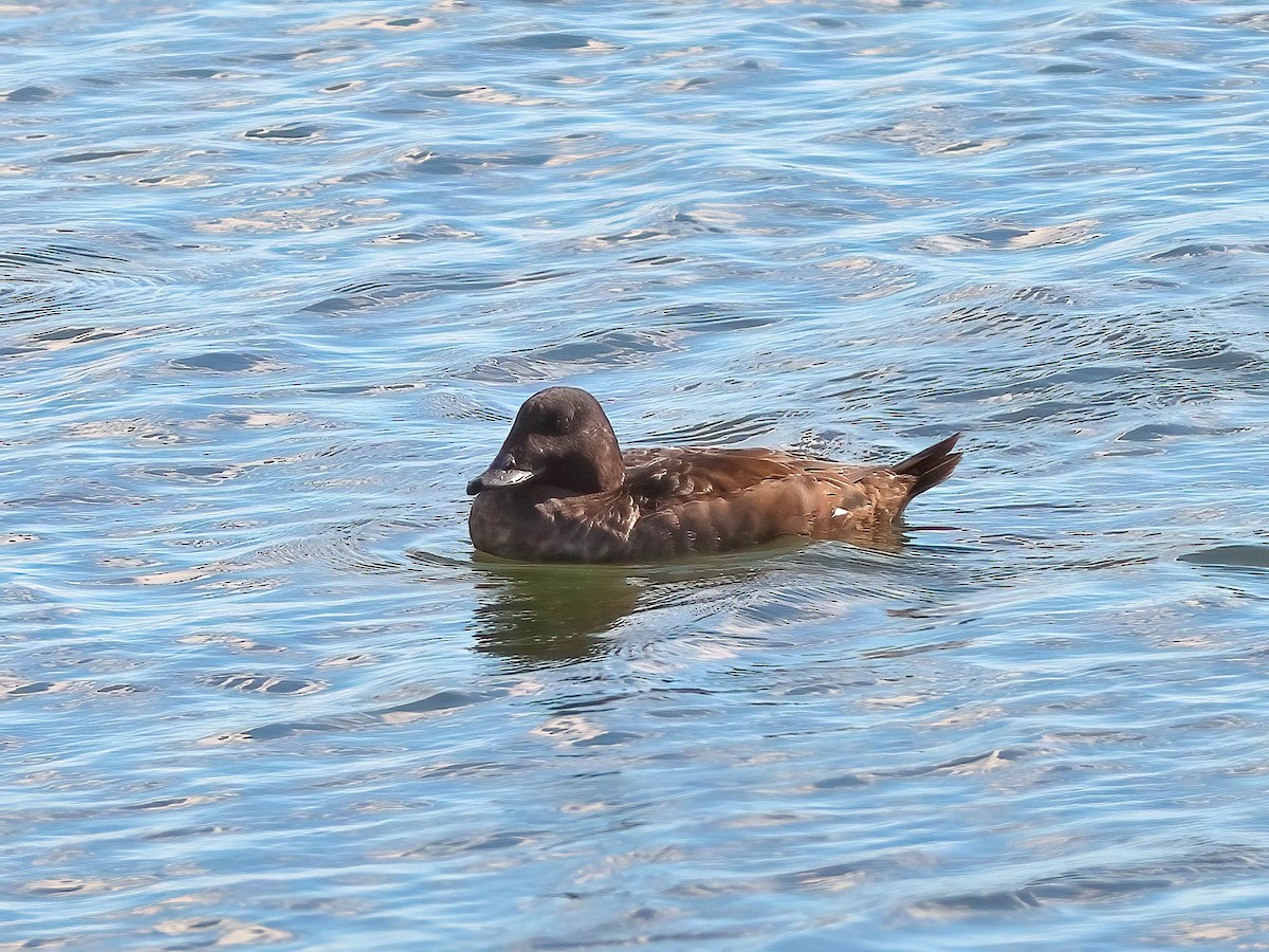 White-winged Scoter - ML642819213