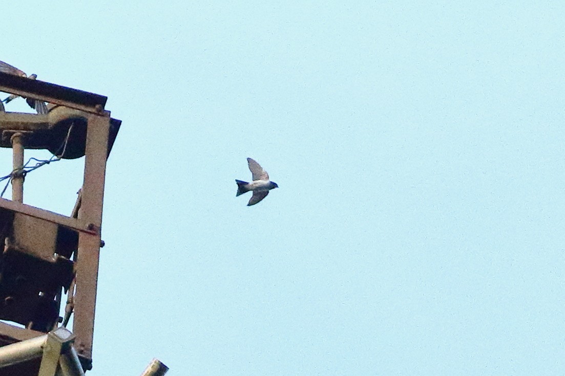 swallow sp. - ML642819217