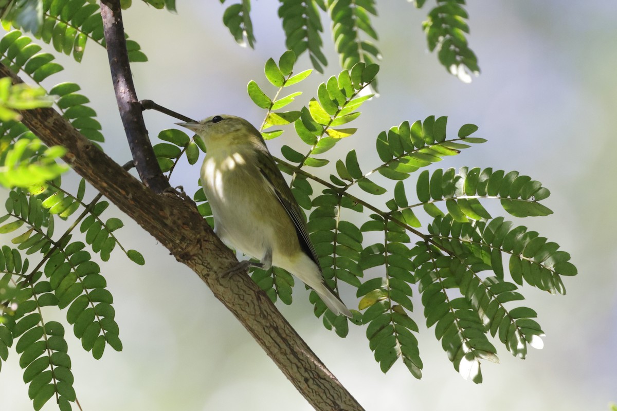 Tennessee Warbler - ML642819232