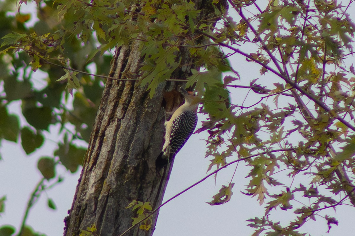 Red-bellied Woodpecker - ML642819233