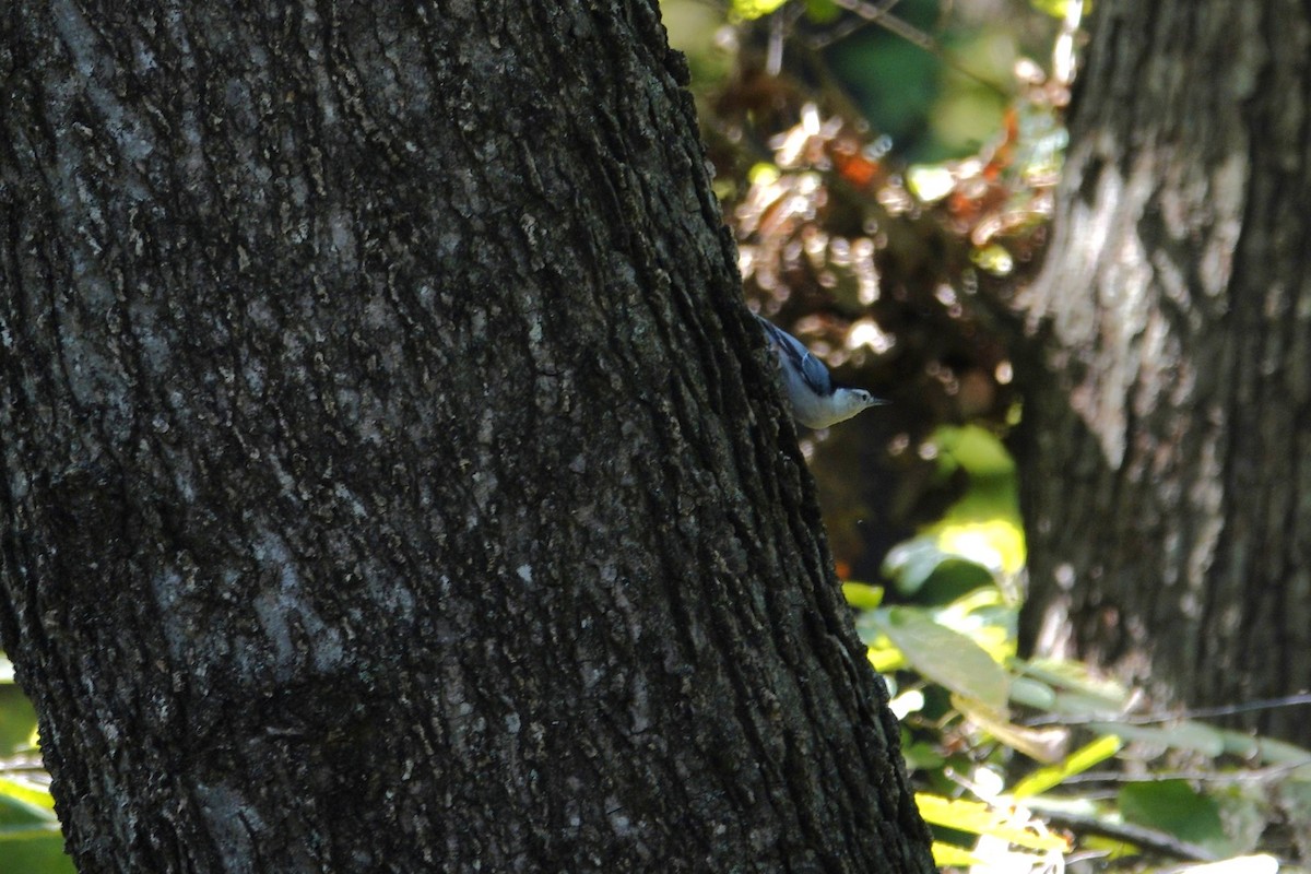 White-breasted Nuthatch - ML642819241
