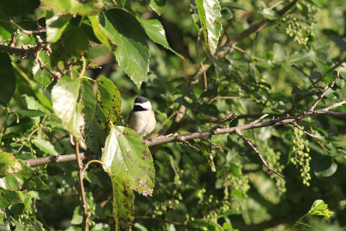 Carolina Chickadee - ML642819245