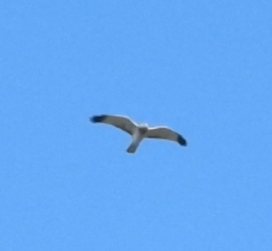 Northern Harrier - ML642819247