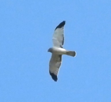 Northern Harrier - ML642819248