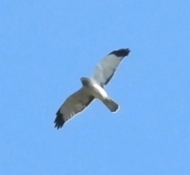 Northern Harrier - ML642819249