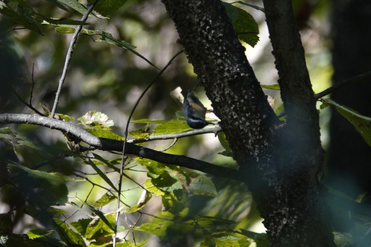 Red-breasted Nuthatch - ML642819250