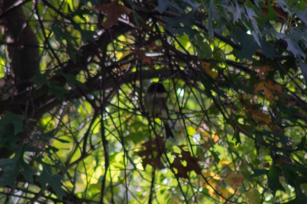 Eastern Phoebe - ML642819263