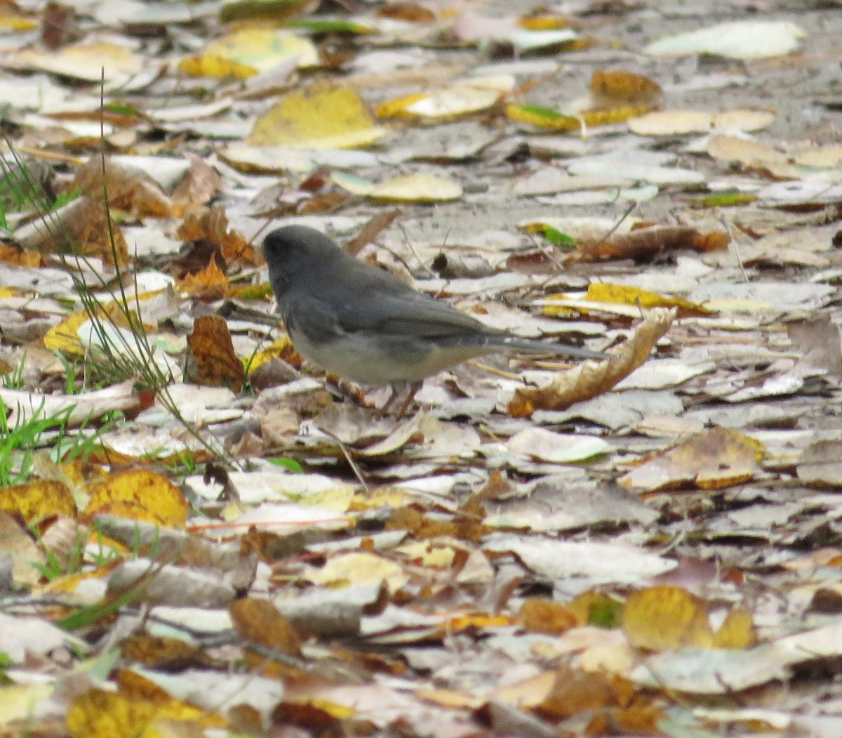Dark-eyed Junco - ML642819264