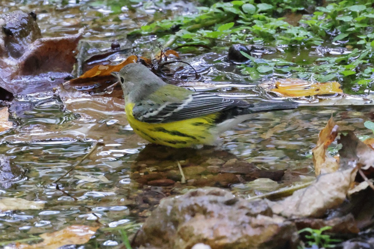 Magnolia Warbler - ML642819265