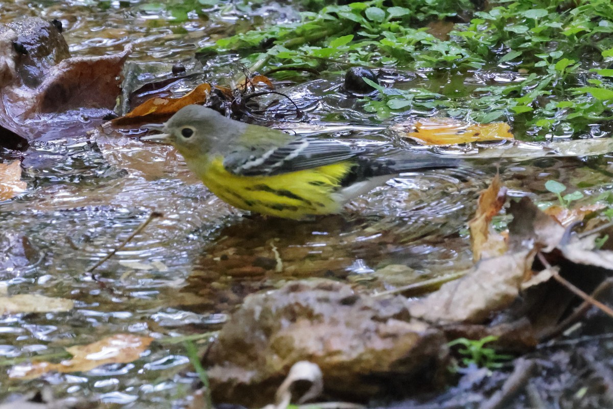 Magnolia Warbler - ML642819266