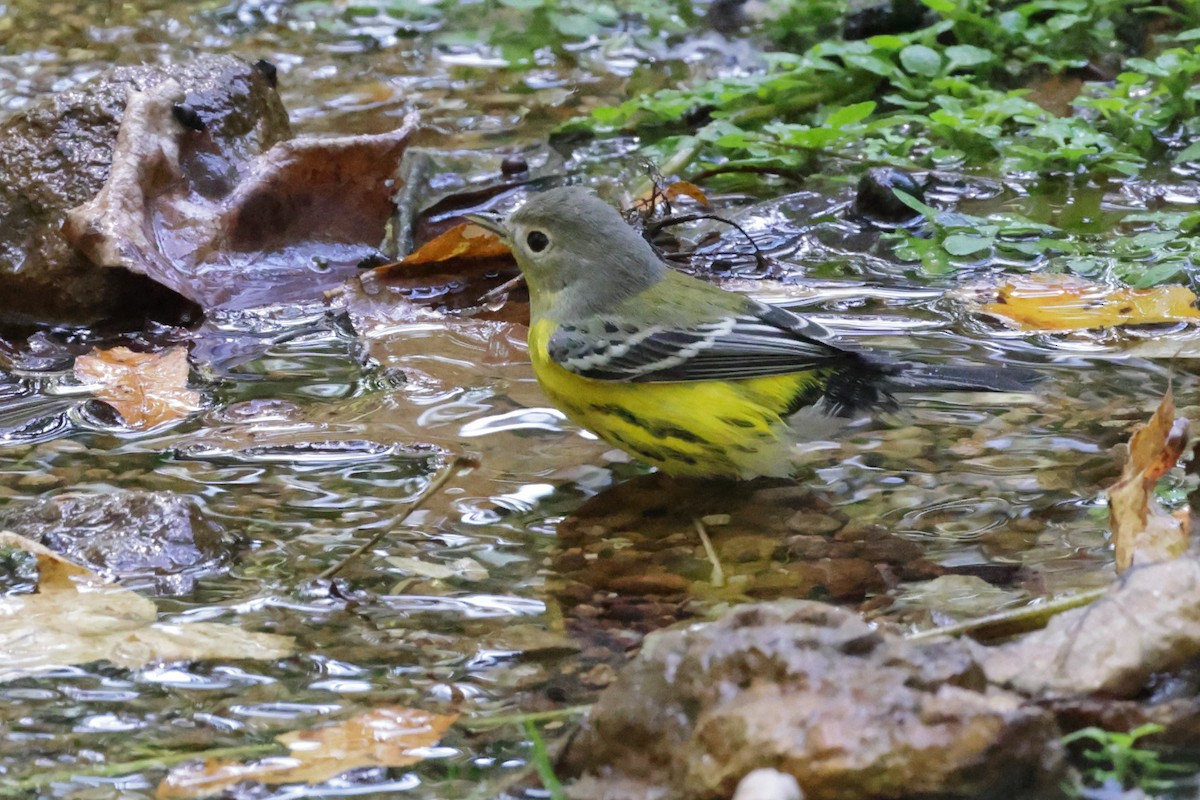 Magnolia Warbler - ML642819267