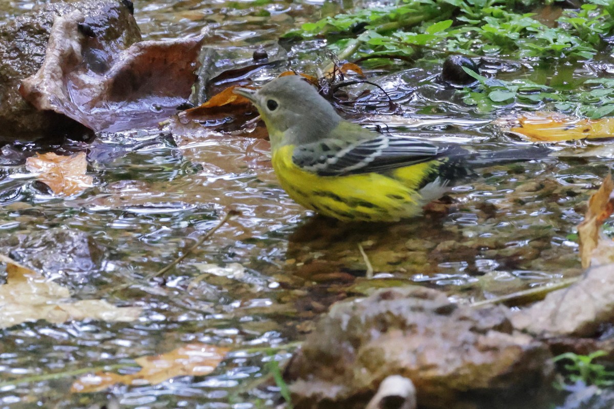 Magnolia Warbler - ML642819268