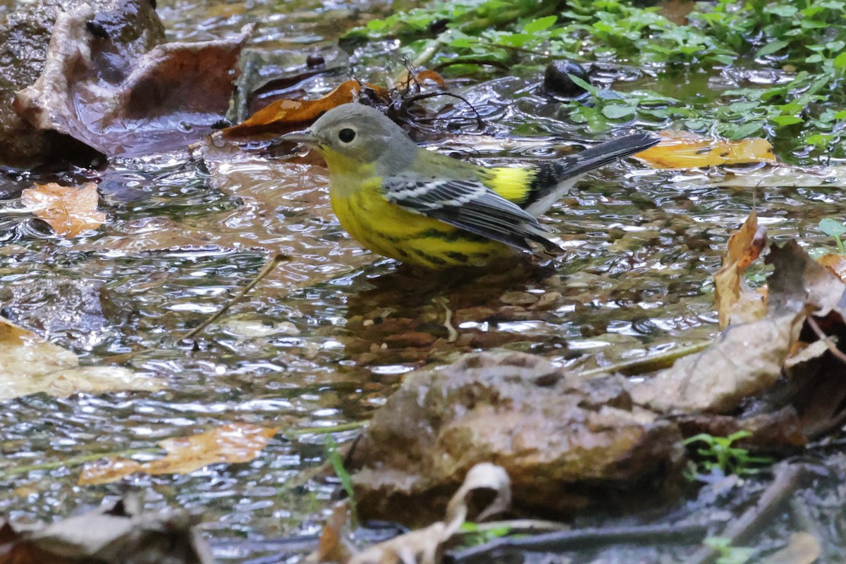 Magnolia Warbler - ML642819269
