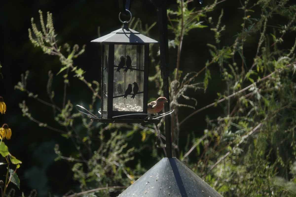 House Finch - ML642819270