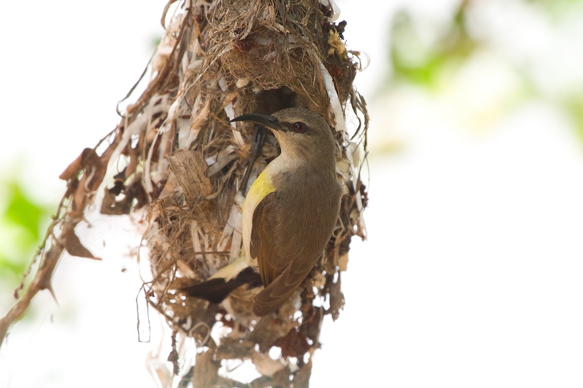 Purple-rumped Sunbird - ML642819271