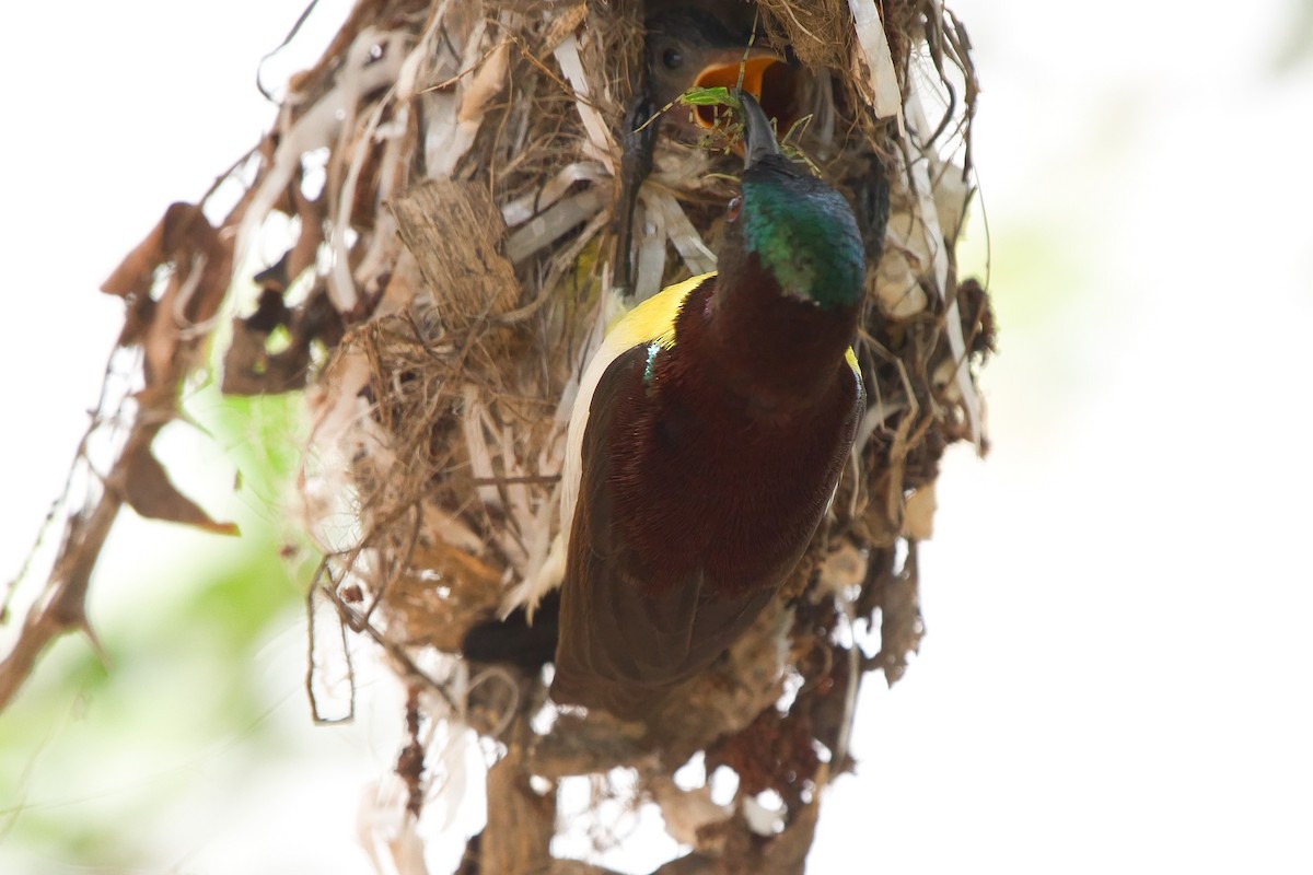 Purple-rumped Sunbird - ML642819272