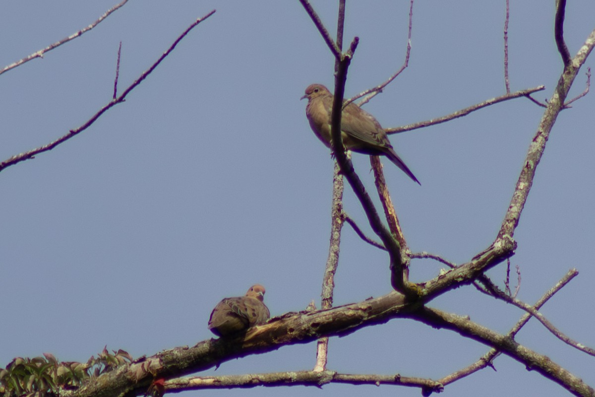 Mourning Dove - ML642819273
