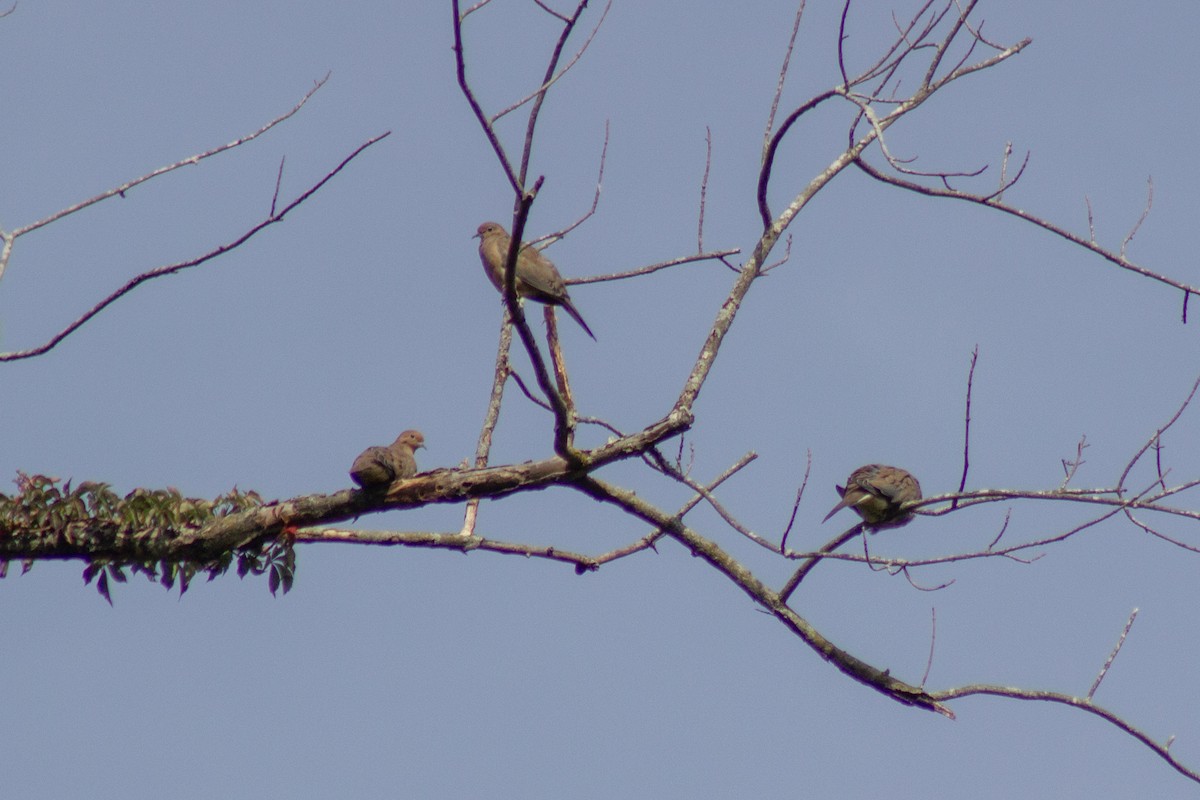 Mourning Dove - ML642819274