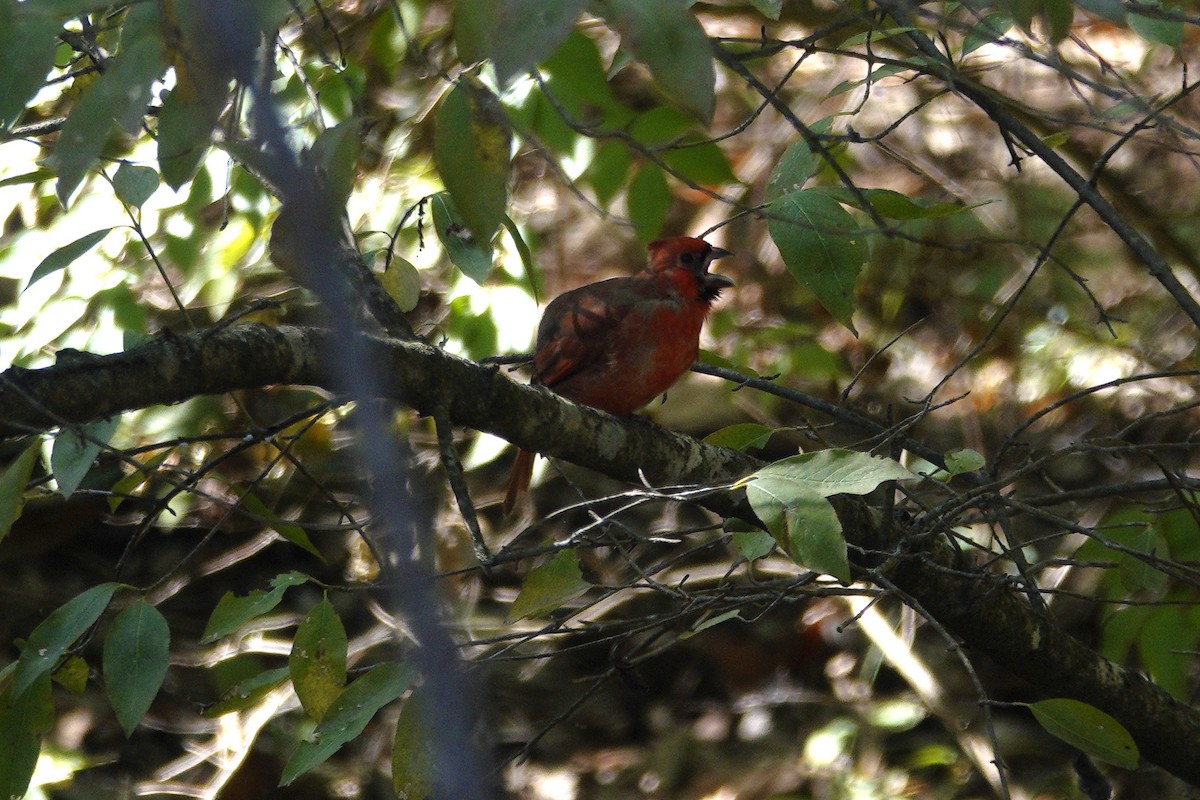 Northern Cardinal - ML642819276