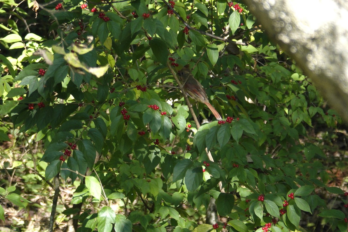 Northern Cardinal - ML642819277
