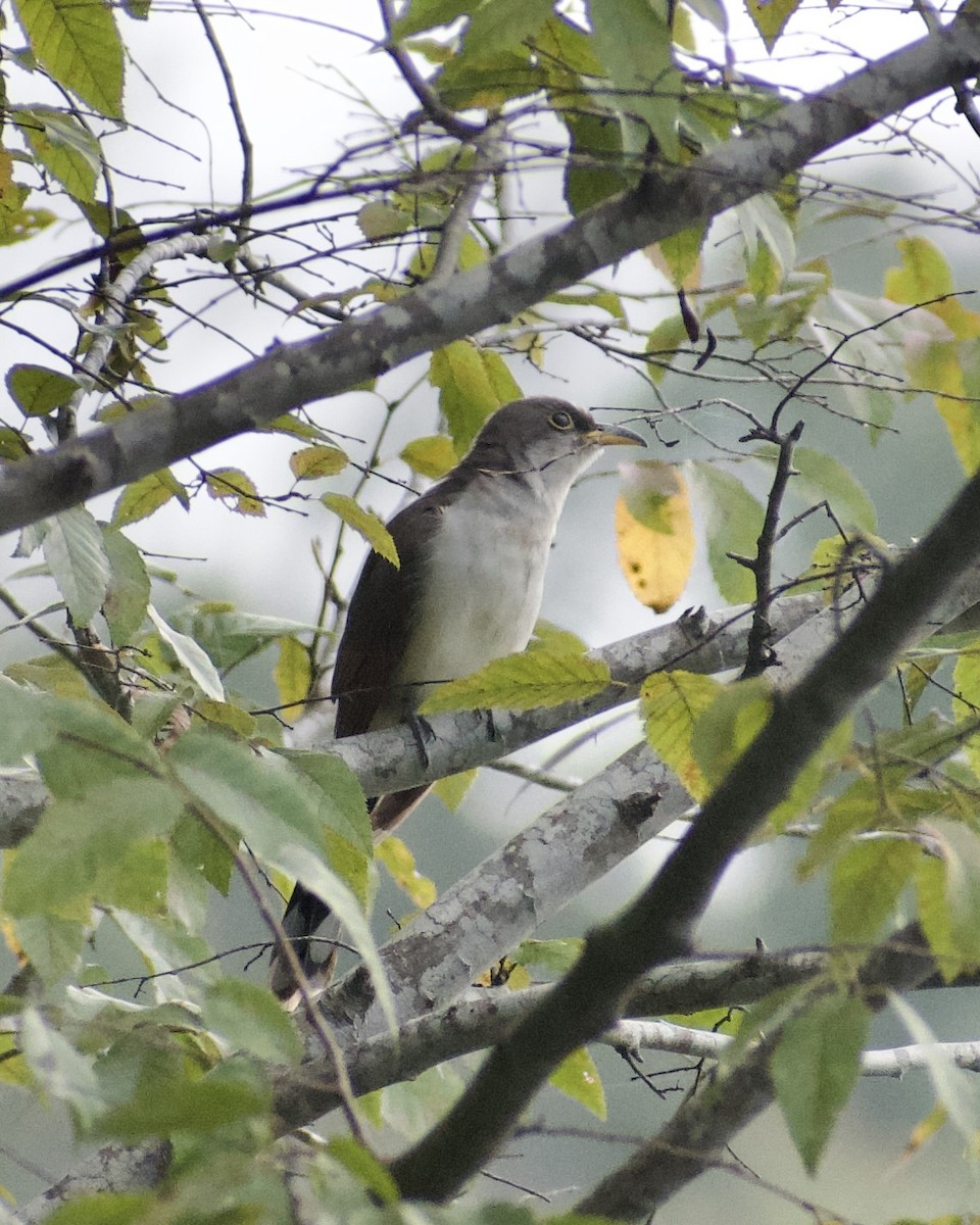 Yellow-billed Cuckoo - ML642819279