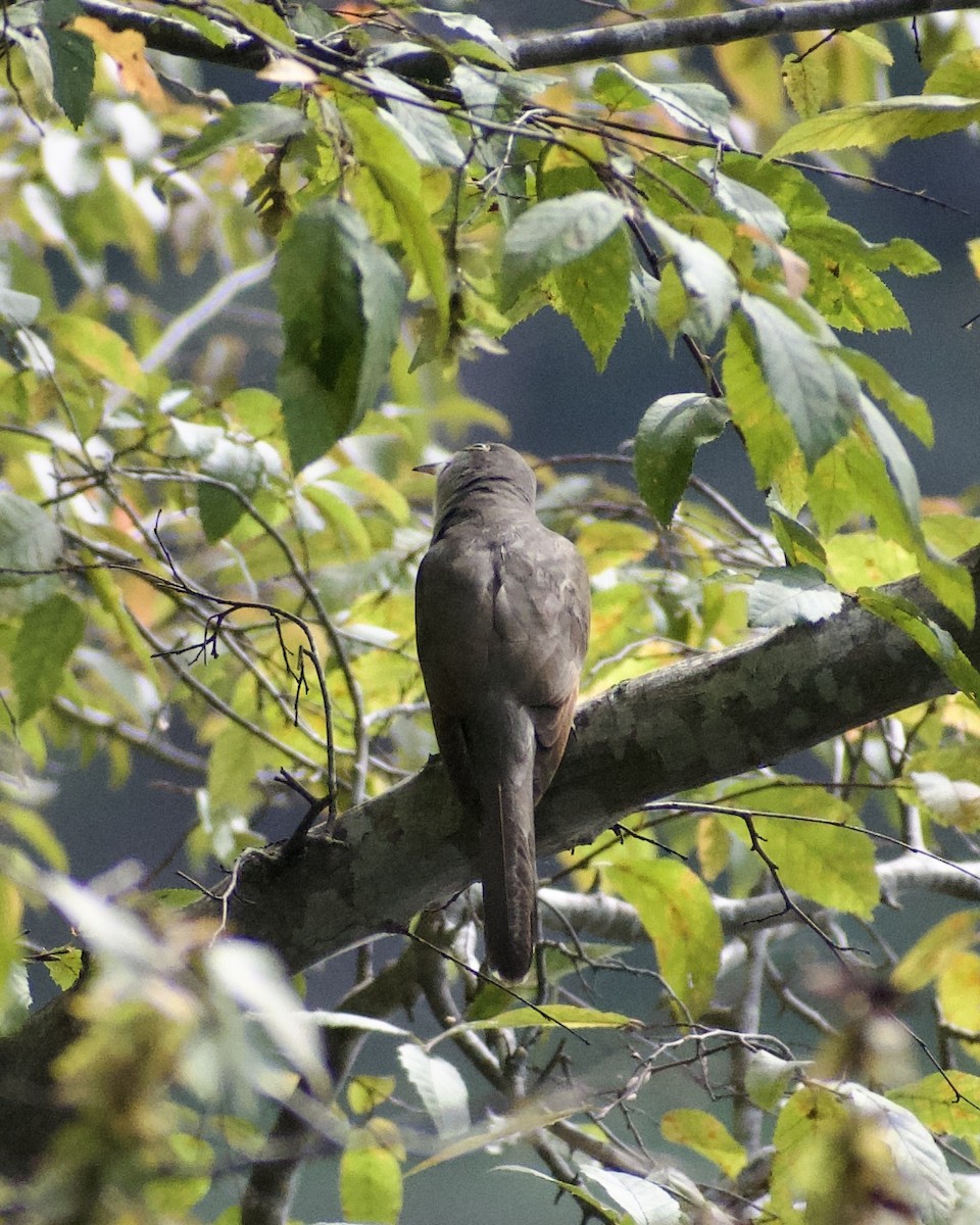 Yellow-billed Cuckoo - ML642819280