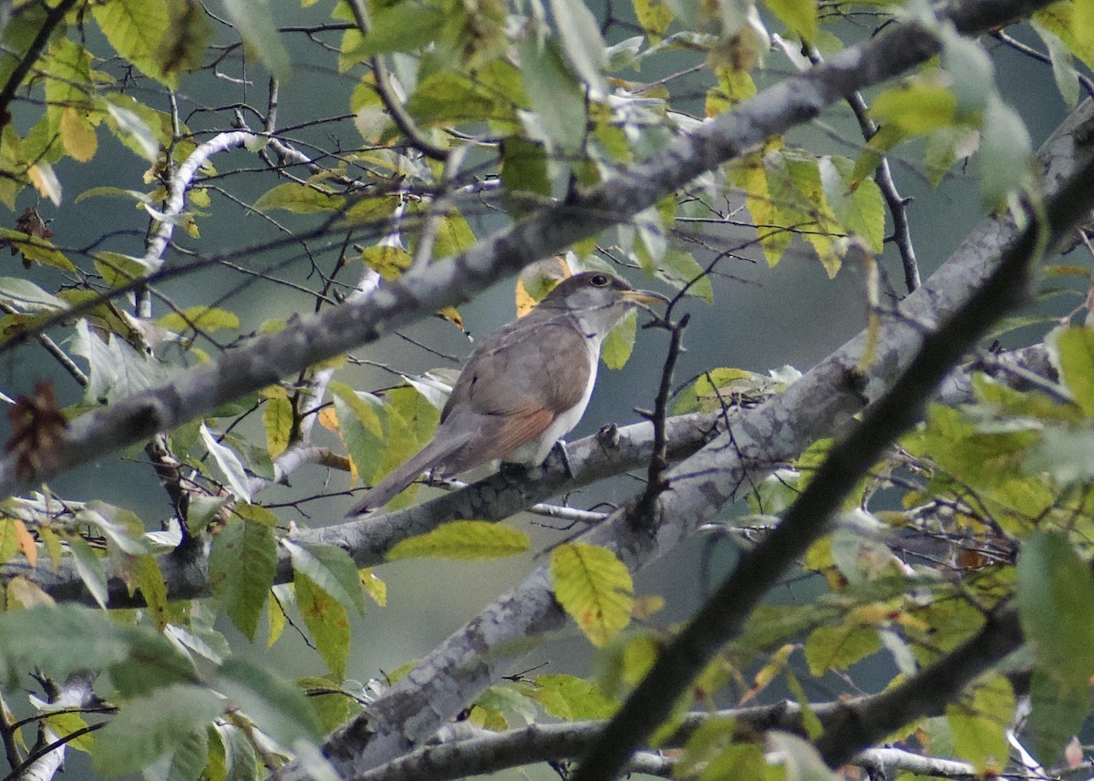 Yellow-billed Cuckoo - ML642819281
