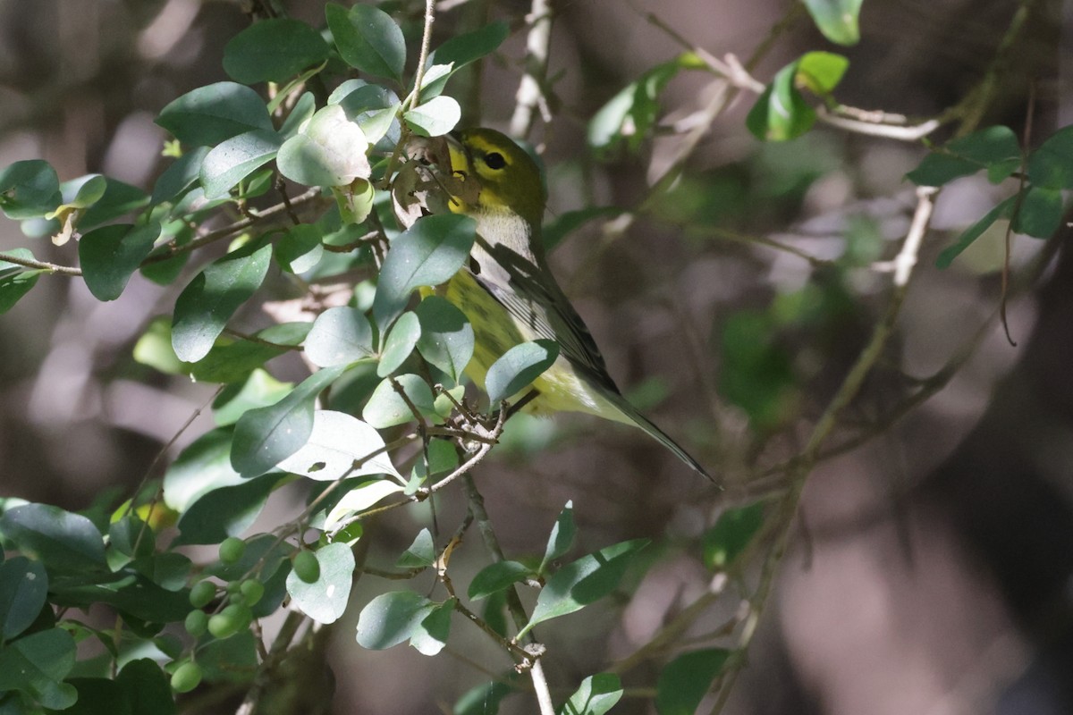 Prairie Warbler - ML642819297