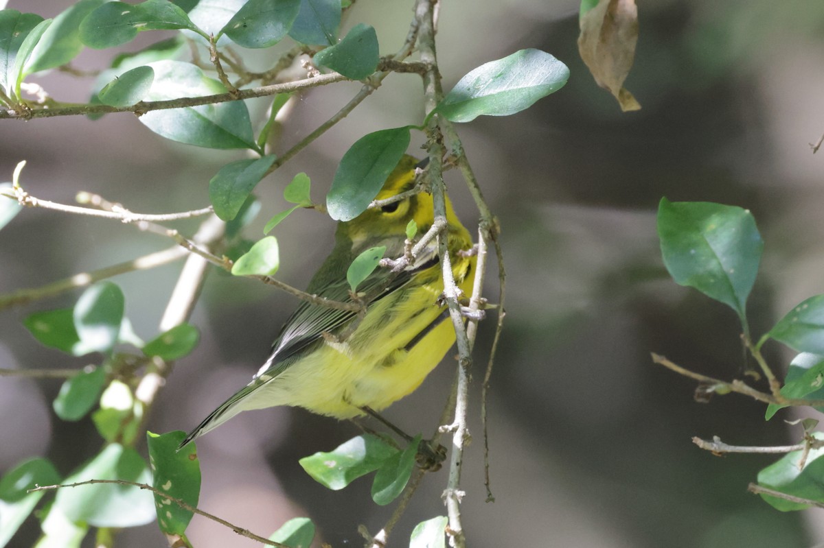 Prairie Warbler - ML642819298