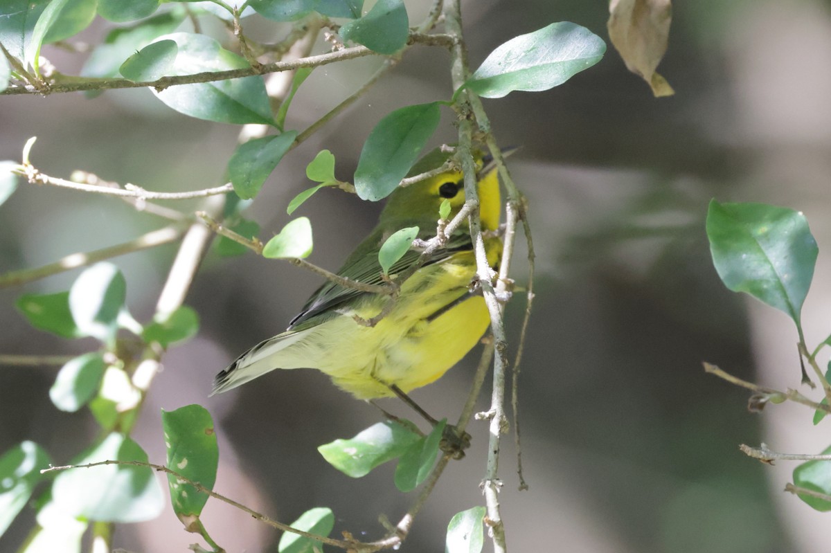 Prairie Warbler - ML642819299