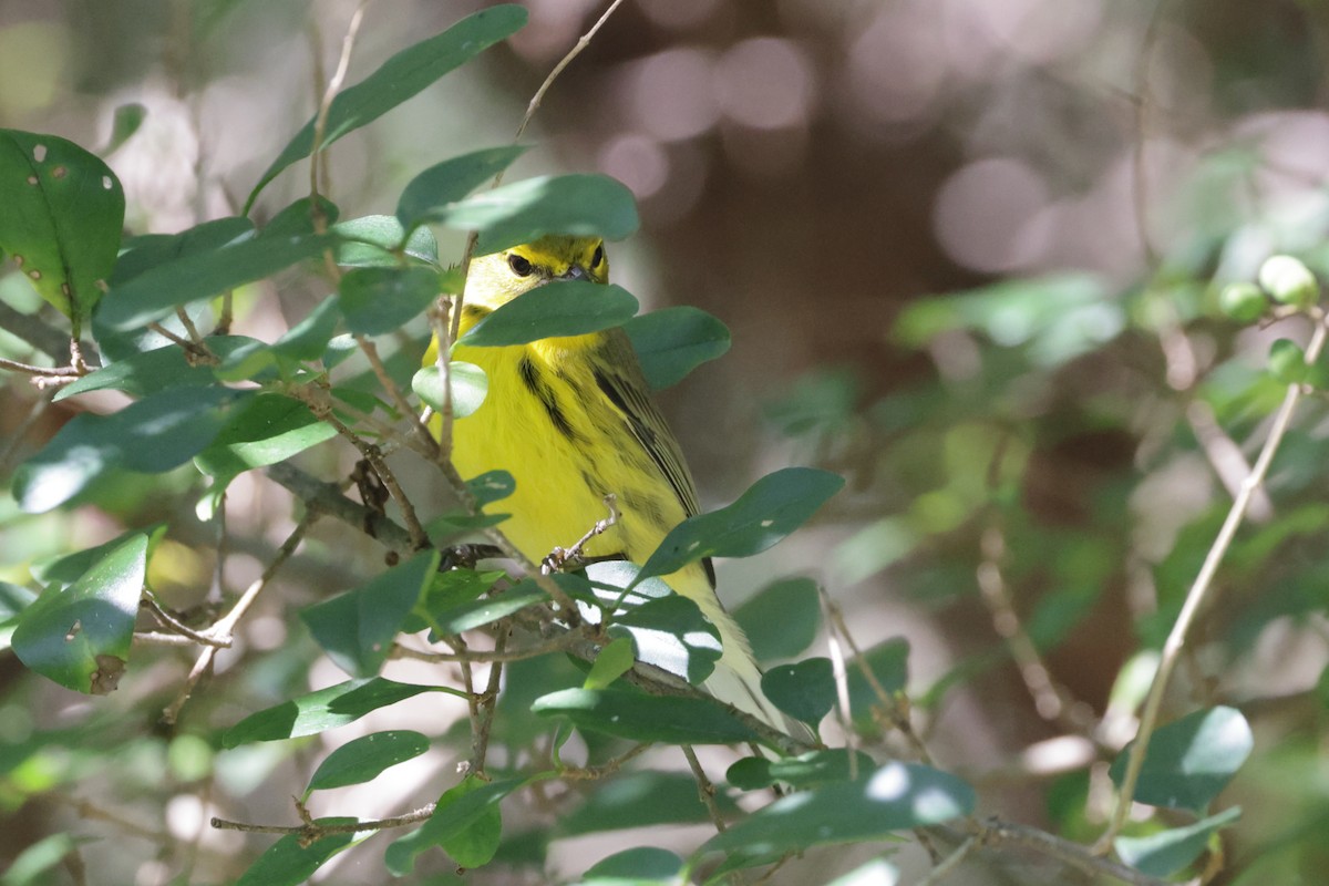 Prairie Warbler - ML642819300