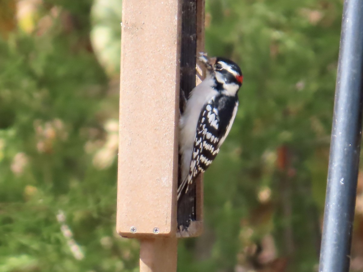 Downy Woodpecker - ML642819304