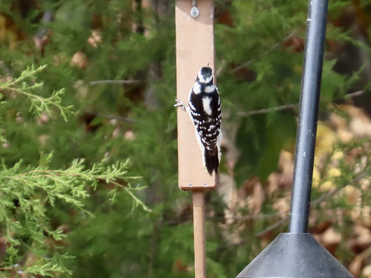 Downy Woodpecker - ML642819305