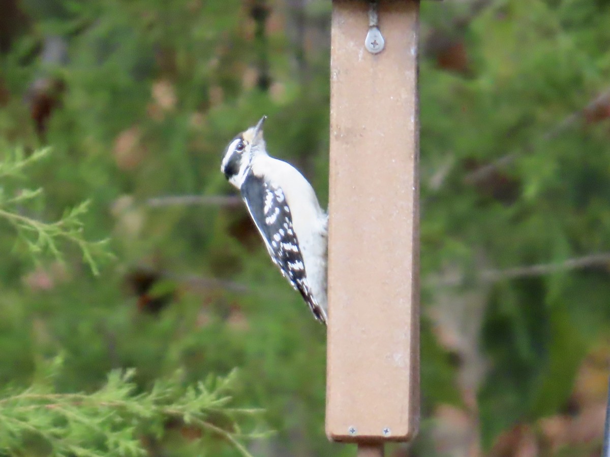 Downy Woodpecker - ML642819306