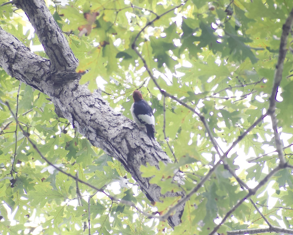 Red-headed Woodpecker - ML642819307