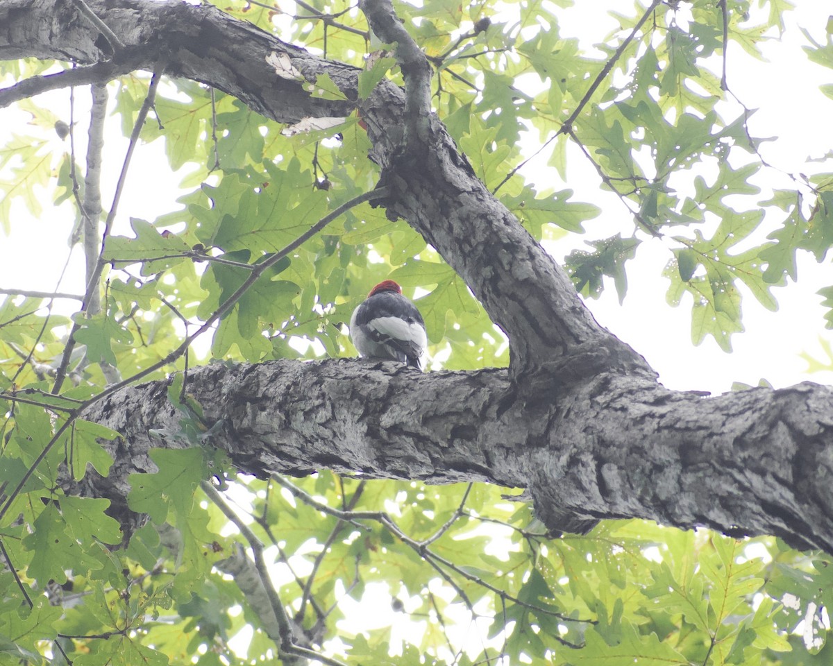 Red-headed Woodpecker - ML642819308