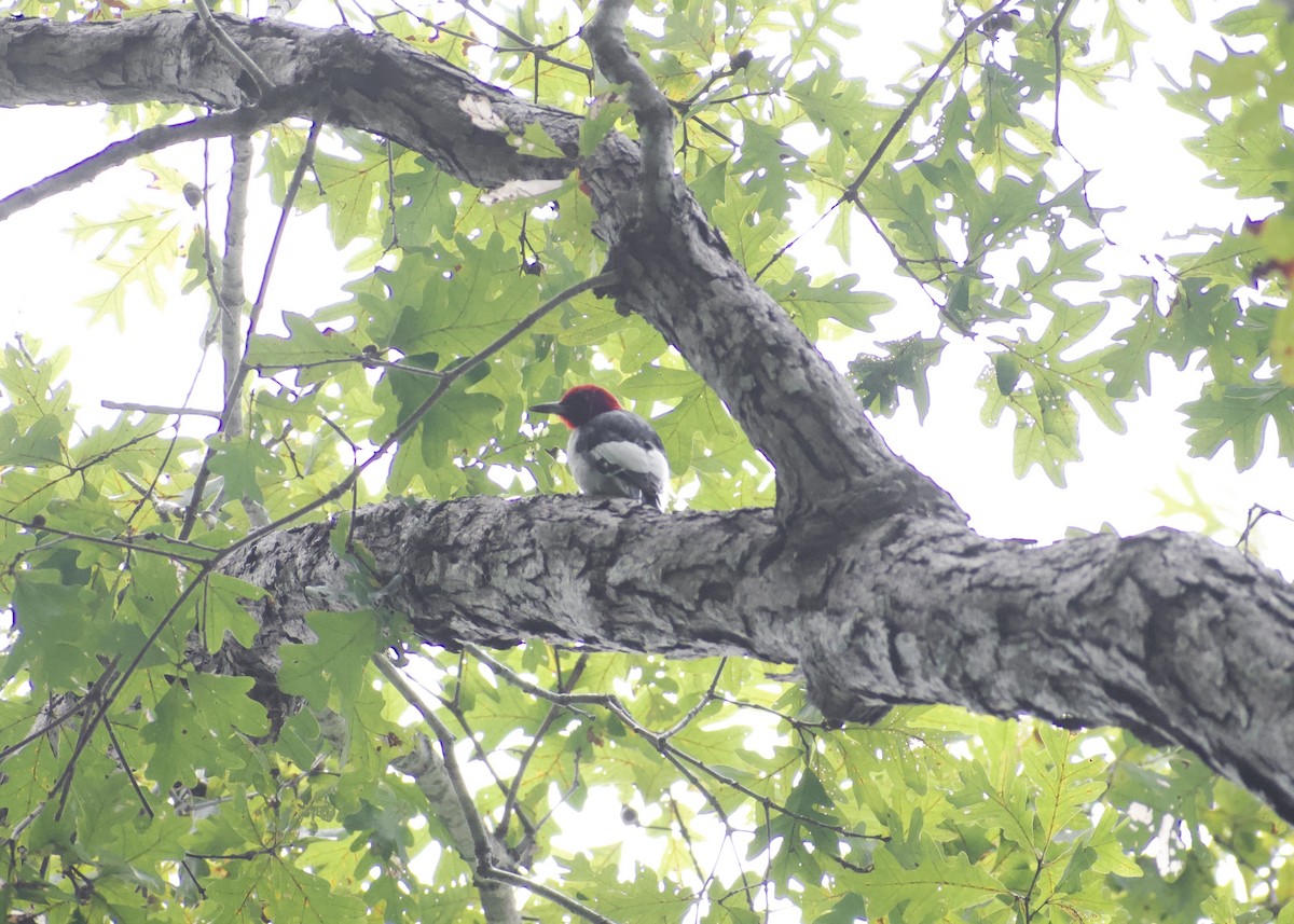 Red-headed Woodpecker - ML642819309