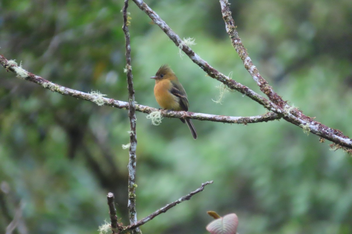 Tufted Flycatcher - ML642819310