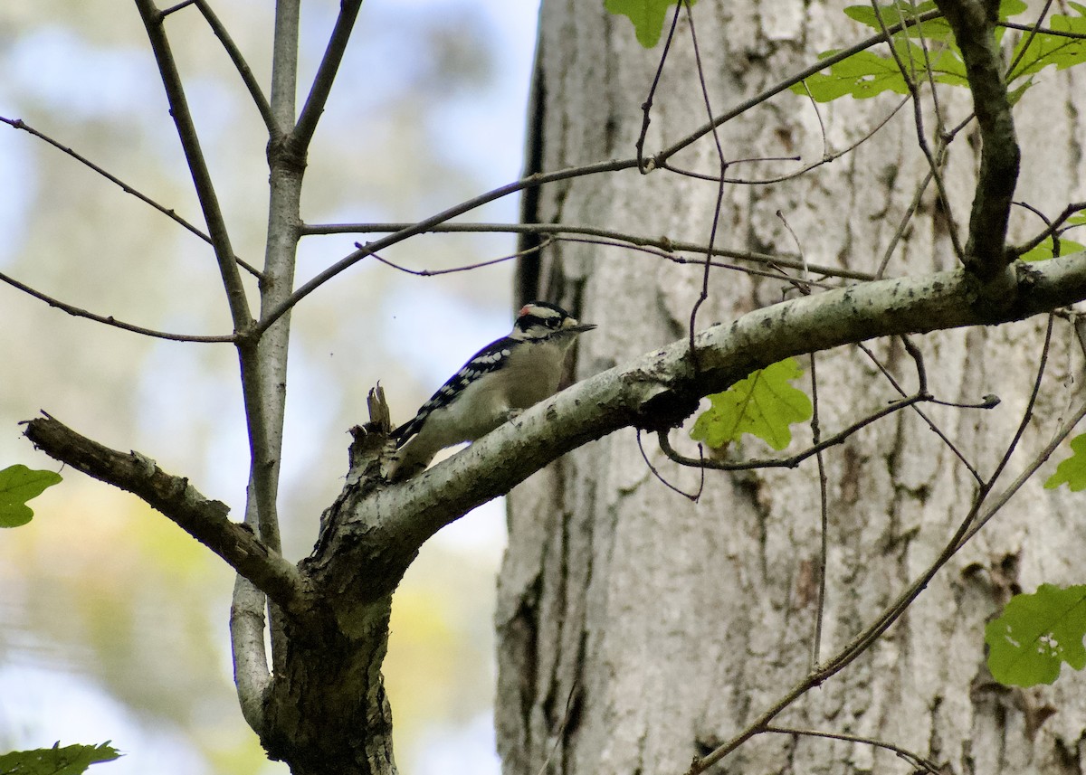 Downy Woodpecker - ML642819311