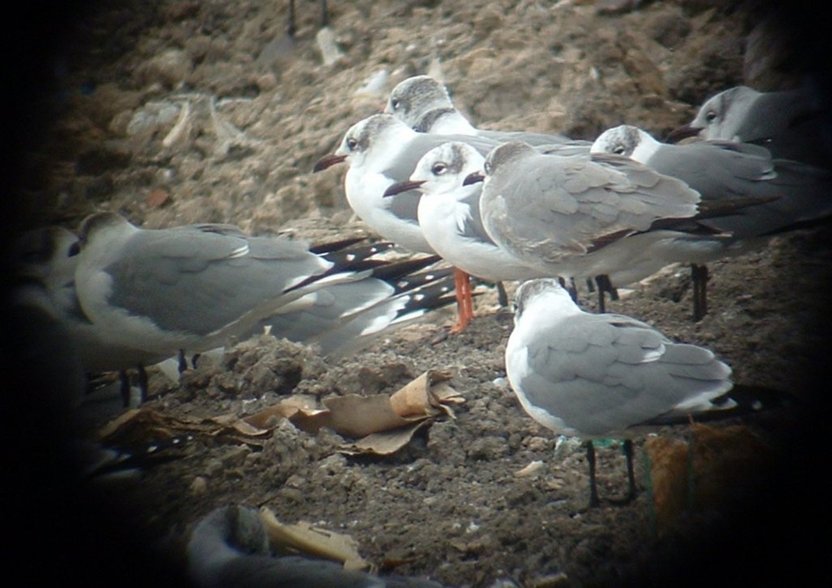 Laughing Gull - ML642819315