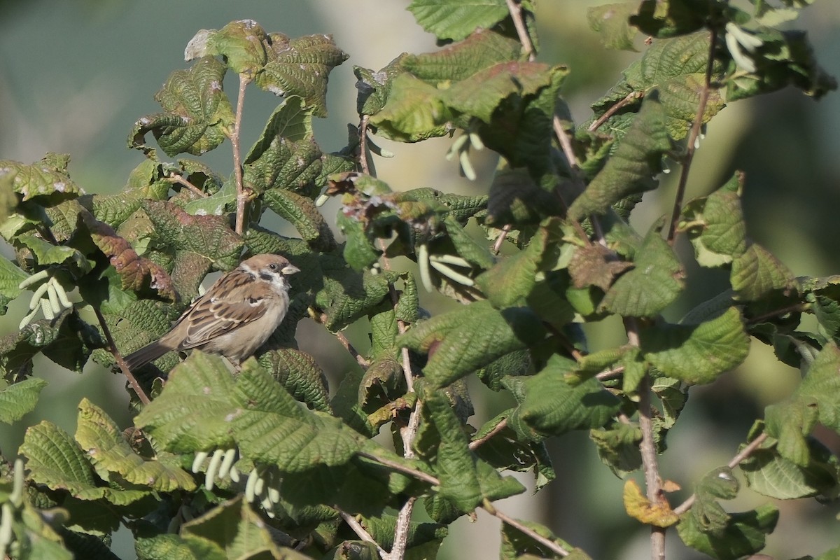 Eurasian Tree Sparrow - ML642819319