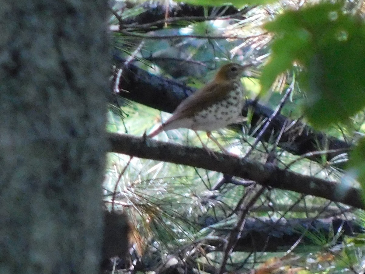 Wood Thrush - ML642819326