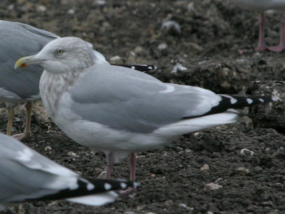 American Herring Gull - ML642819333
