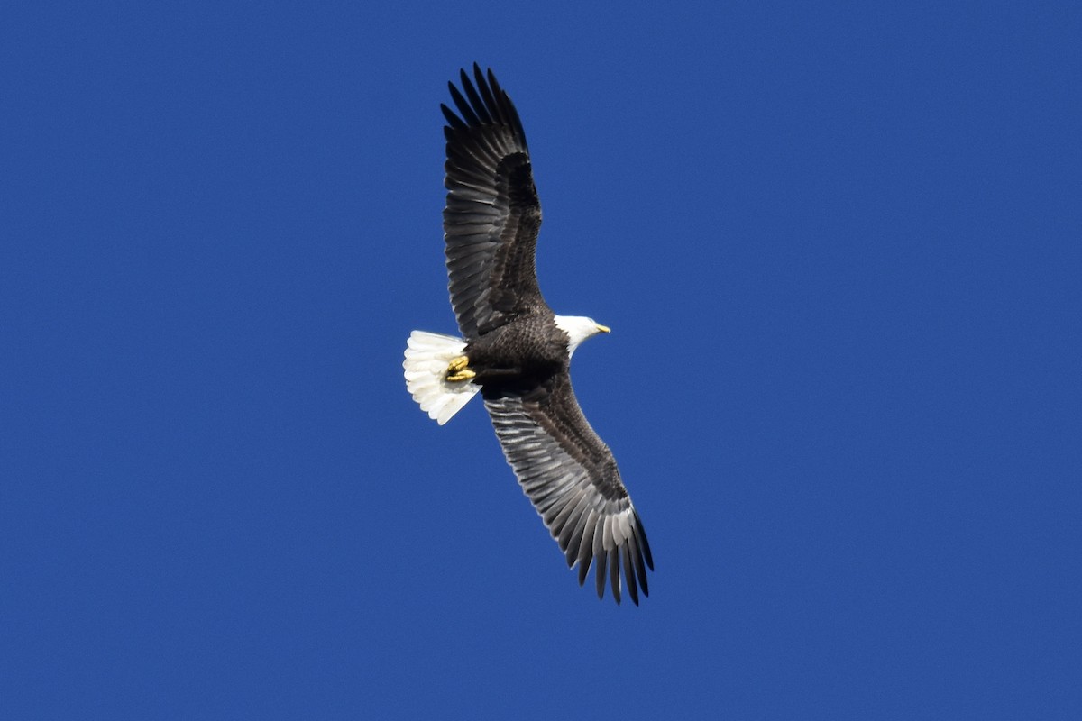 Bald Eagle - ML642819338