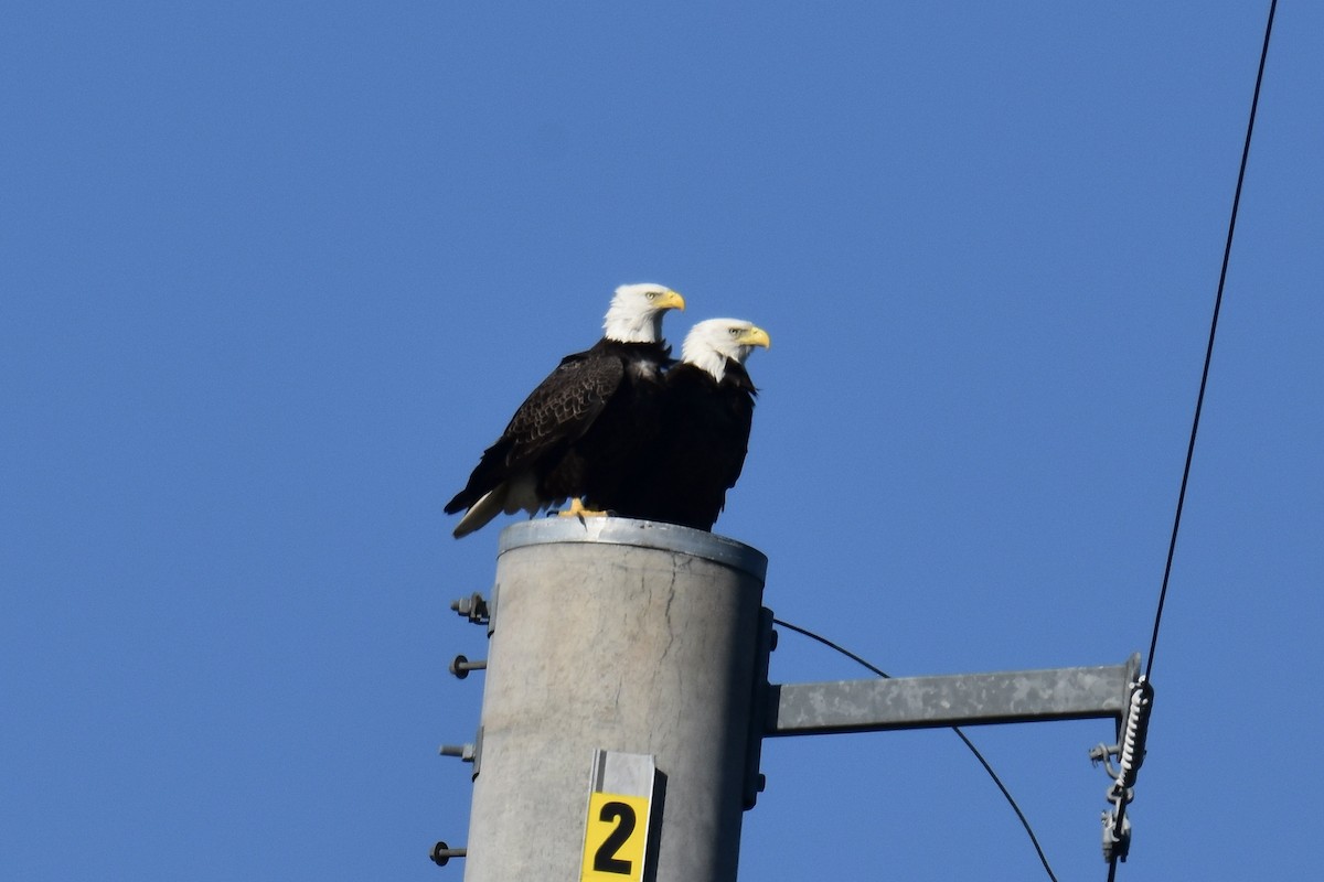 Bald Eagle - ML642819339